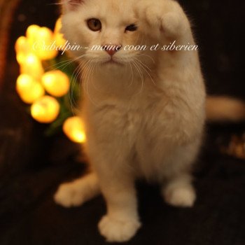 chaton Maine coon red silver ticked tabby Aragon Elevage Sibalpin