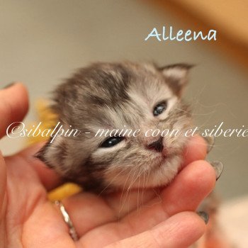 chaton Maine coon black silver ticked tabby Elevage Sibalpin chaton Maine coon black silver ticked tabby Elevage Sibalpin
