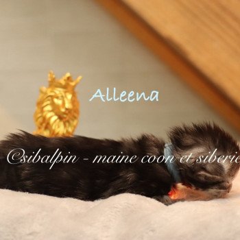 chaton Maine coon black silver ticked tabby Alleena Elevage Sibalpin chaton Maine coon black silver ticked tabby Alleena Elevage Sibalpin