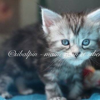 chaton Maine coon black silver ticked tabby Alleena Elevage Sibalpin chaton Maine coon black silver ticked tabby Alleena Elevage Sibalpin