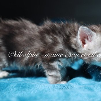 chaton Maine coon black silver ticked tabby Alleena Elevage Sibalpin chaton Maine coon black silver ticked tabby Alleena Elevage Sibalpin