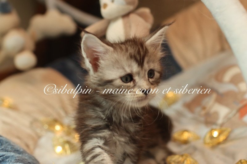 Alleena Femelle Maine coon