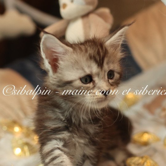 Alleena Femelle Maine coon