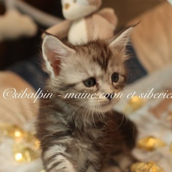 chaton Maine coon black silver ticked tabby Alleena Elevage Sibalpin chaton Maine coon black silver ticked tabby Alleena Elevage Sibalpin
