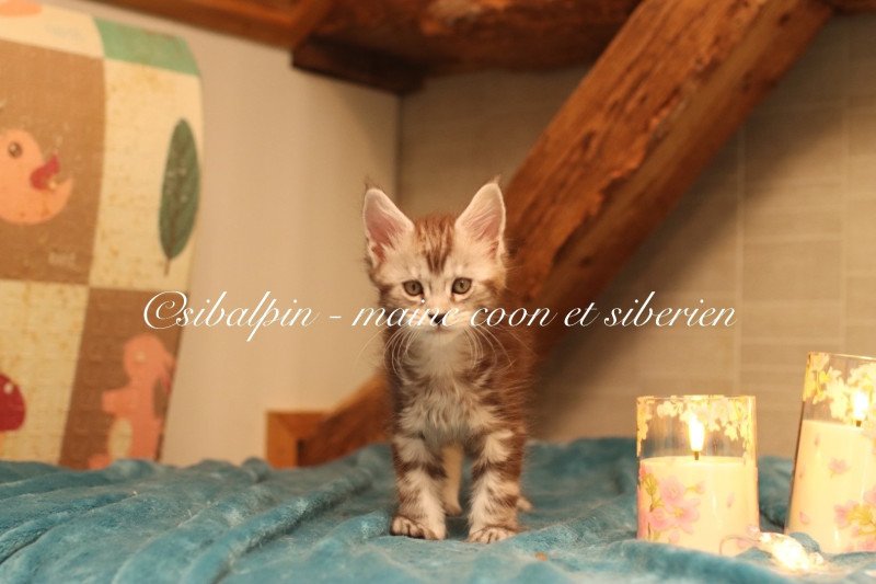 Alleena Femelle Maine coon