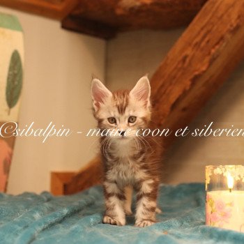 chaton Maine coon black silver ticked tabby Alleena Elevage Sibalpin