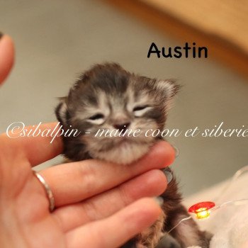 chaton Maine coon black silver ticked tabby Austin Elevage Sibalpin chaton Maine coon black silver ticked tabby Austin Elevage Sibalpin