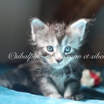 chaton Maine coon black silver ticked tabby Austin Elevage Sibalpin chaton Maine coon black silver ticked tabby Austin Elevage Sibalpin