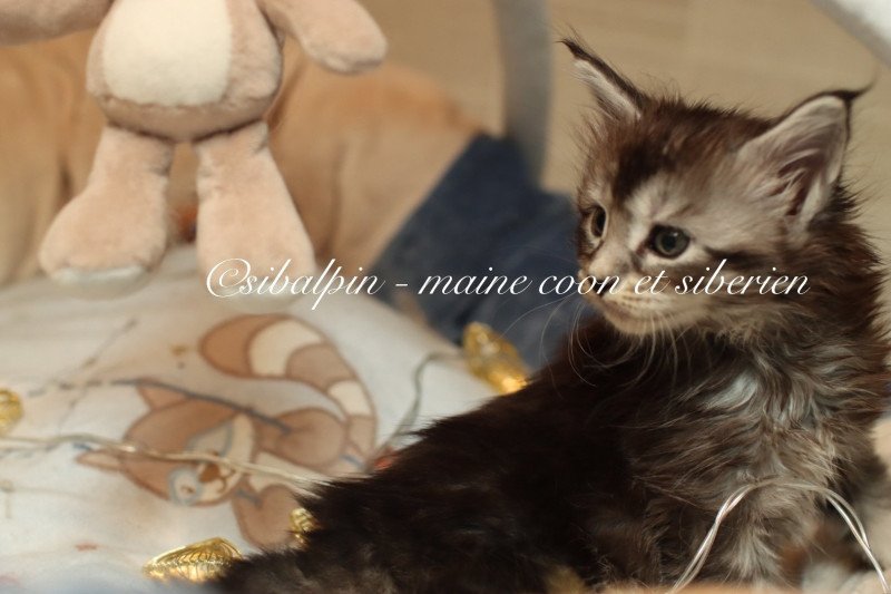 Austin Mâle Maine coon