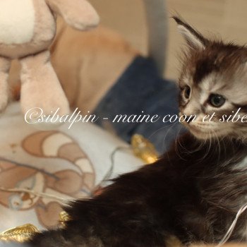 chaton Maine coon black silver ticked tabby Austin Elevage Sibalpin chaton Maine coon black silver ticked tabby Austin Elevage Sibalpin
