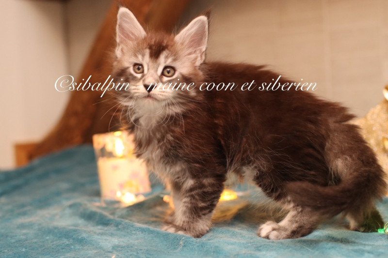 Austin Mâle Maine coon