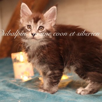chaton Maine coon black silver ticked tabby Austin Elevage Sibalpin chaton Maine coon black silver ticked tabby Austin Elevage Sibalpin