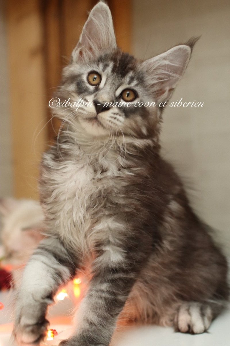 Austin Mâle Maine coon