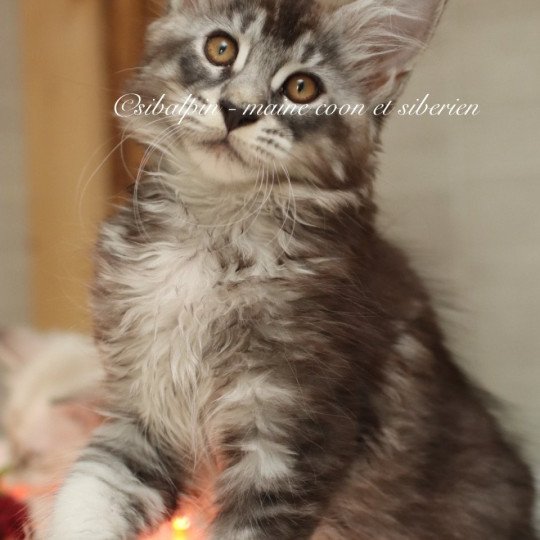 Austin Mâle Maine coon