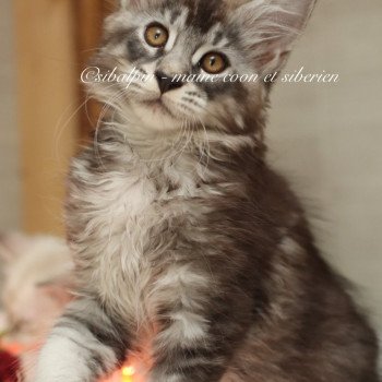 chat Maine coon black silver ticked tabby Austin Elevage Sibalpin chat Maine coon black silver ticked tabby Austin Elevage Sibalpin