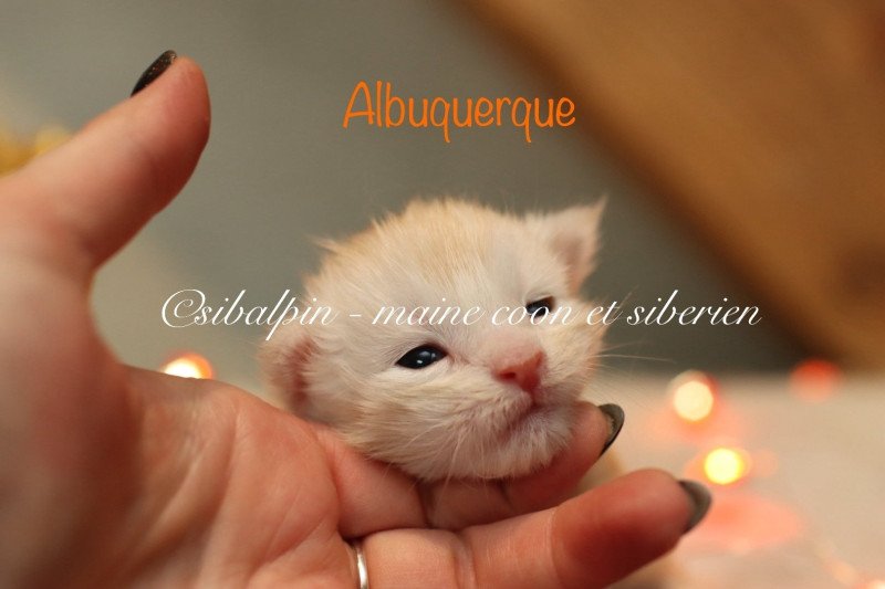 Albuquerque Mâle Maine coon Albuquerque Mâle Maine coon