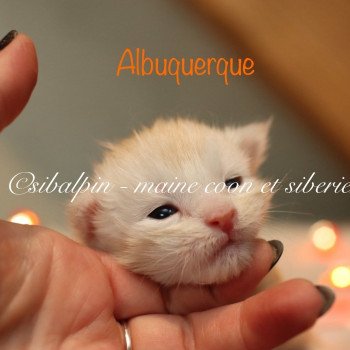 chaton Maine coon red silver ticked tabby Elevage Sibalpin chaton Maine coon red silver ticked tabby Elevage Sibalpin