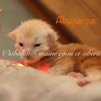 chaton Maine coon red silver ticked tabby Albuquerque Elevage Sibalpin chaton Maine coon red silver ticked tabby Albuquerque Elevage Sibalpin