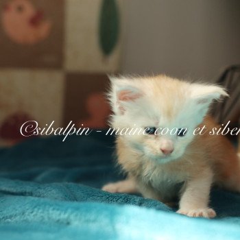 chaton Maine coon red silver ticked tabby Albuquerque Elevage Sibalpin chaton Maine coon red silver ticked tabby Albuquerque Elevage Sibalpin