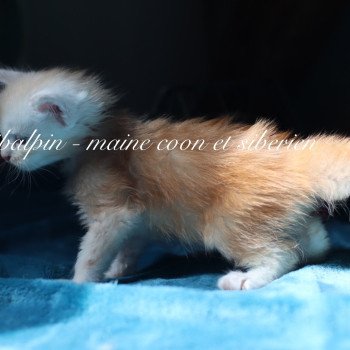 chaton Maine coon red silver ticked tabby Albuquerque Elevage Sibalpin chaton Maine coon red silver ticked tabby Albuquerque Elevage Sibalpin