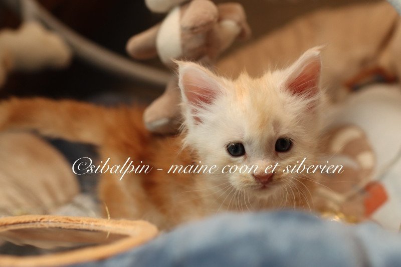 Albuquerque Mâle Maine coon