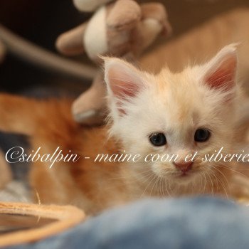 chaton Maine coon red silver ticked tabby Albuquerque Elevage Sibalpin chaton Maine coon red silver ticked tabby Albuquerque Elevage Sibalpin