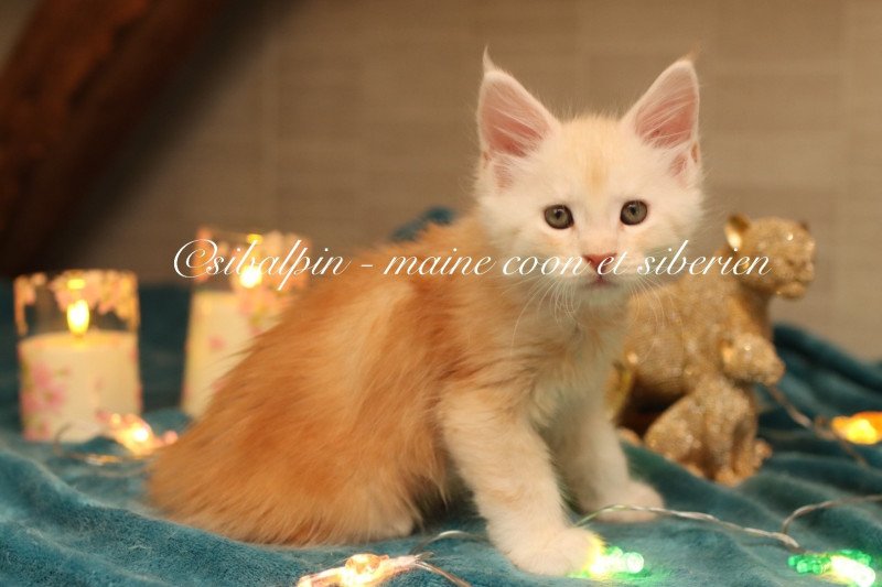 Albuquerque Mâle Maine coon