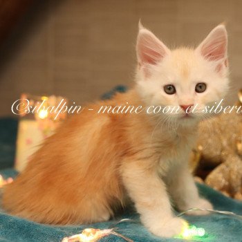 chaton Maine coon red silver ticked tabby Albuquerque Elevage Sibalpin