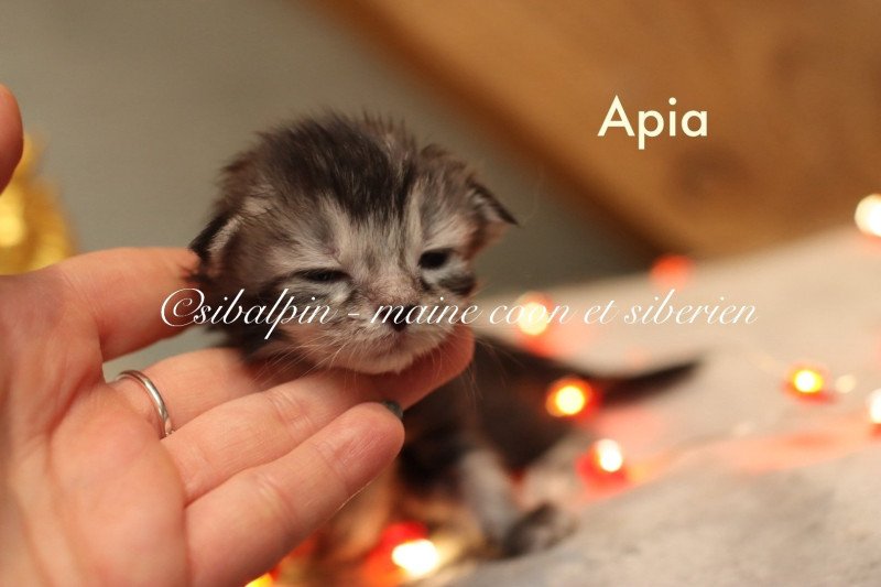 Apia Femelle Maine coon