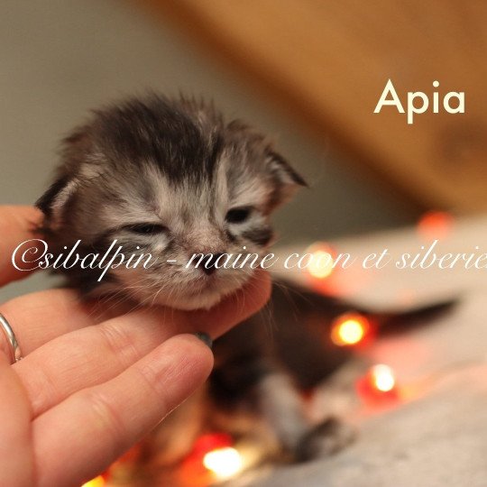 Apia Femelle Maine coon