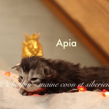 chaton Maine coon black silver ticked tabby Apia Elevage Sibalpin