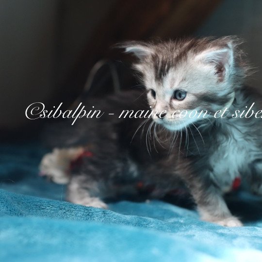 Apia Femelle Maine coon