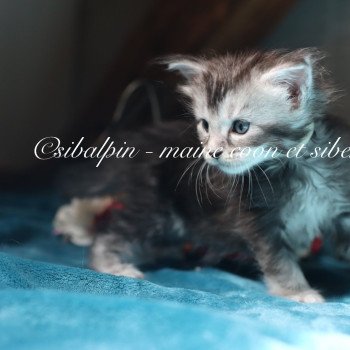chaton Maine coon black silver ticked tabby Apia Elevage Sibalpin chaton Maine coon black silver ticked tabby Apia Elevage Sibalpin