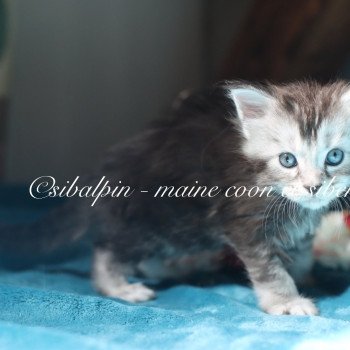 chaton Maine coon black silver ticked tabby Apia Elevage Sibalpin chaton Maine coon black silver ticked tabby Apia Elevage Sibalpin