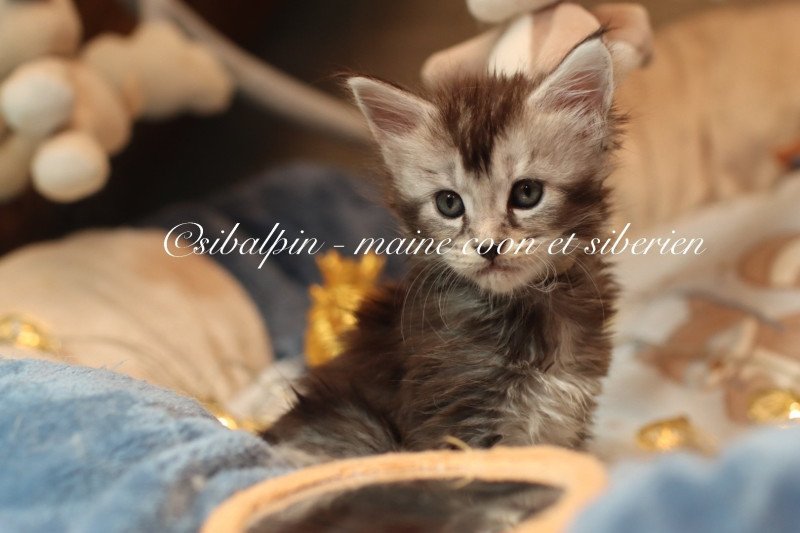 Apia Femelle Maine coon
