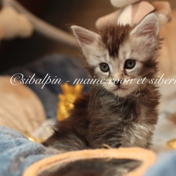 chaton Maine coon black silver ticked tabby Apia Elevage Sibalpin chaton Maine coon black silver ticked tabby Apia Elevage Sibalpin