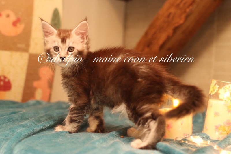 Apia Femelle Maine coon