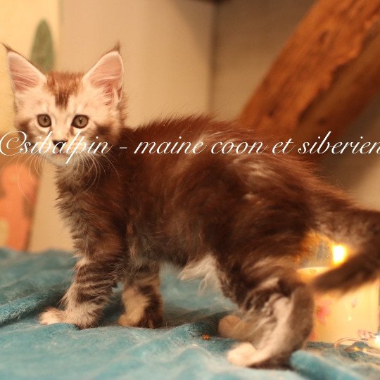 Apia Femelle Maine coon