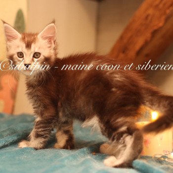 chaton Maine coon black silver ticked tabby Apia Elevage Sibalpin