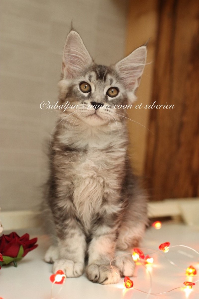 Apia Femelle Maine coon