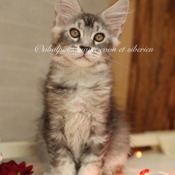 chaton Maine coon black silver ticked tabby Apia Elevage Sibalpin chaton Maine coon black silver ticked tabby Apia Elevage Sibalpin
