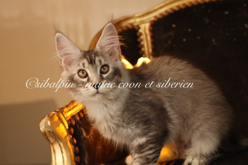 Apia Femelle Maine coon