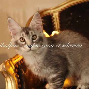 chaton Maine coon black silver ticked tabby Apia Elevage Sibalpin