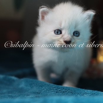 chaton Neva Masquerade point Angel Fire Elevage Sibalpin chaton Neva Masquerade point Angel Fire Elevage Sibalpin