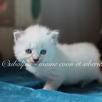 chaton Neva Masquerade point Angel Fire Elevage Sibalpin chaton Neva Masquerade point Angel Fire Elevage Sibalpin