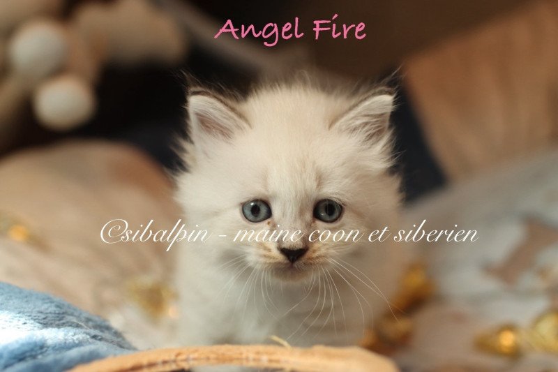 Angel Fire Femelle Neva Masquerade Angel Fire Femelle Neva Masquerade