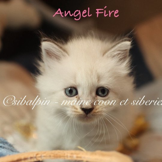 Angel Fire Femelle Neva Masquerade