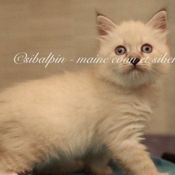 chaton Neva Masquerade blue tabby point & blanc Angel Fire Elevage Sibalpin