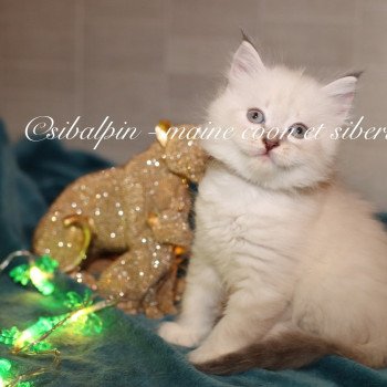 chaton Neva Masquerade blue tabby point Atlanta Elevage Sibalpin