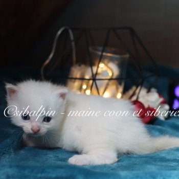 chaton Neva Masquerade point Alvik Elevage Sibalpin chaton Neva Masquerade point Alvik Elevage Sibalpin